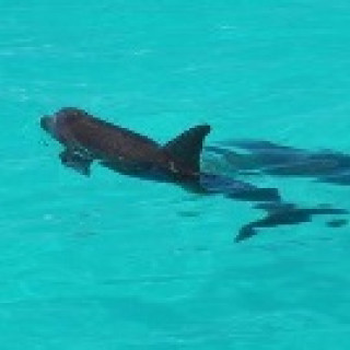 Afbeelding voor 333TRAVEL - Dolfijnen spotten bij Key West