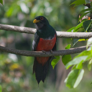 Afbeelding voor Vogels in Suriname
