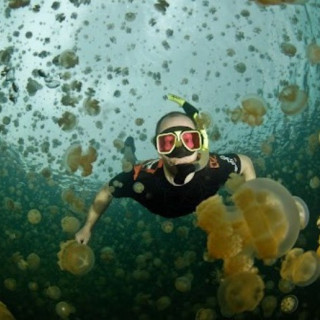 Afbeelding voor Snorkelen en zwemmen met kwallen in Palau