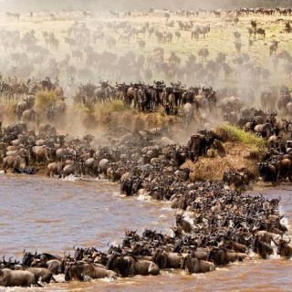 Afbeelding voor Migratie Serengeti