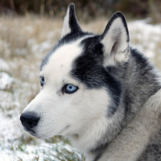 Afbeelding voor Huskytochten in Lapland