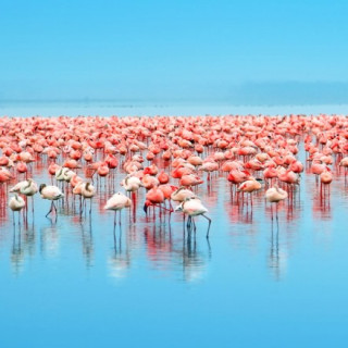 Afbeelding voor Flamingos fotograferen bij Lake Nakuru