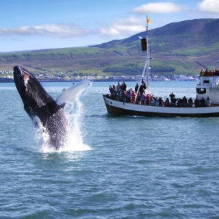 Afbeelding voor Walvissen in Andenes