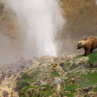 Afbeelding voor Beren spotten in Kamtsjatka