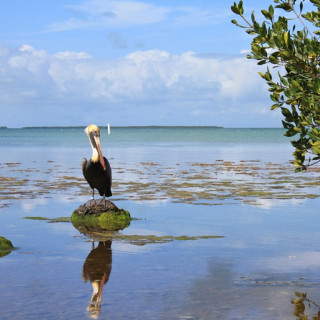Afbeelding voor Everglades