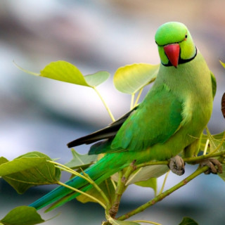 Afbeelding voor Vogels in India