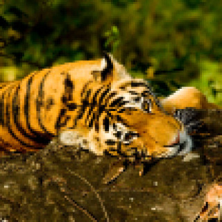 Afbeelding voor All for Nature - Deluxe tijgersafari