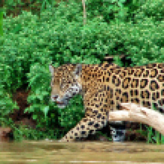 Afbeelding voor All for Nature - Jaguars spotten