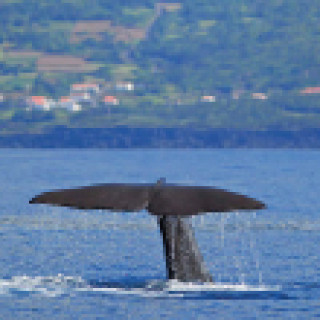 Afbeelding voor All for Nature - Walvisreis Azoren