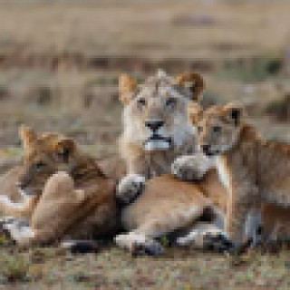 Afbeelding voor 333TRAVEL - Safarireis Amboseli