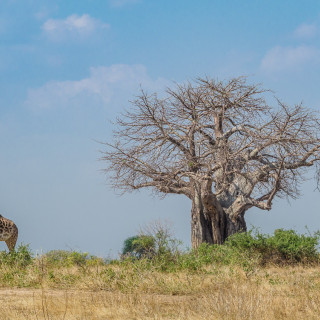 Afbeelding voor Ruaha Nationaal Park in Tanzania