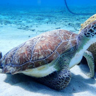 Afbeelding voor Zeeschildpadden op Curaçao