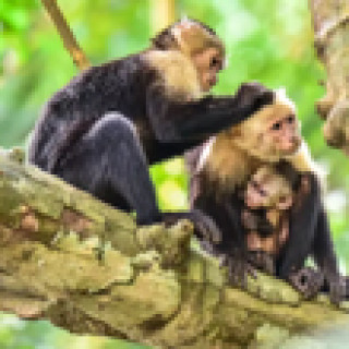 Afbeelding voor 333TRAVEL - Fauna van Costa Rica