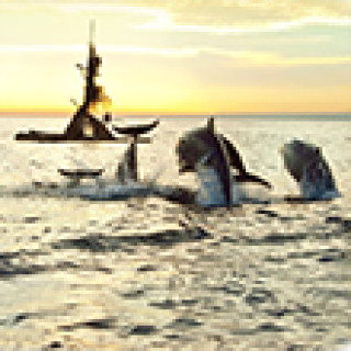 Afbeelding voor Get Your Guide - Dolfijnenexcursies