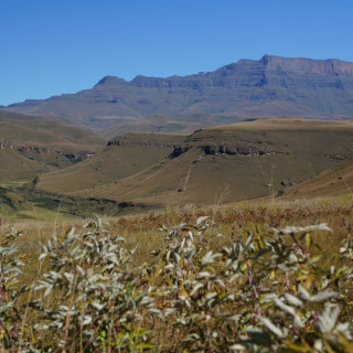 Afbeelding voor Drakensbergen