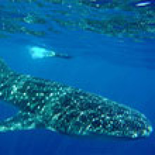 Afbeelding voor Manawa - Snorkelen met walvishaaien