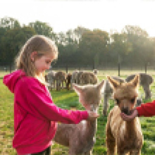 Afbeelding voor Farmcamps - Omringd door dieren