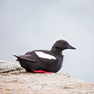 Afbeelding voor Goldcrest Nature Tours - Zeevogelen Zuid-Ierland