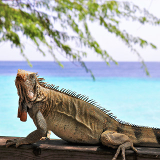 Afbeelding voor Curaçao natuur
