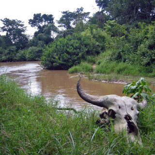 Afbeelding voor Congo natuur