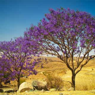 Afbeelding voor Eritrea natuur