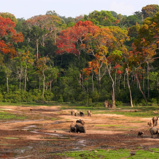 Afbeelding voor Centraal Afrikaanse Republiek natuur