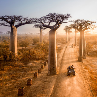 Afbeelding voor Madagaskar natuur