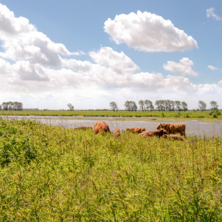 Afbeelding voor Natuur in Nederland