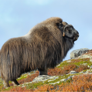 Afbeelding voor Dovrefjell Nationaal Park