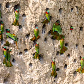 Afbeelding voor Vogels in Oeganda