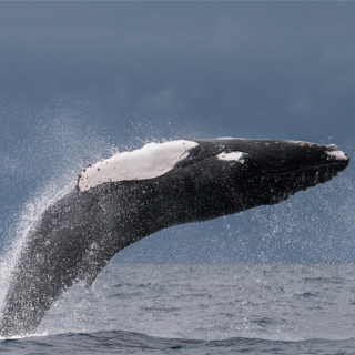 Afbeelding voor Walvissen bij de Azoren