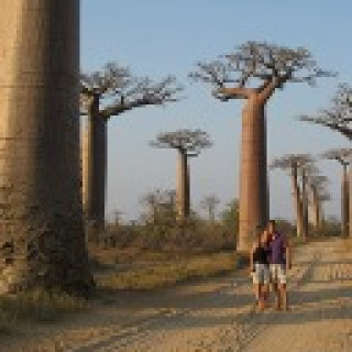 Afbeelding voor Riksja Madagaskar - Baobabs en speelse maki's