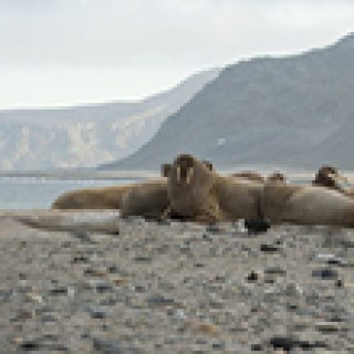 Afbeelding voor Dimsum Reizen - Actieve Spitsbergen reis