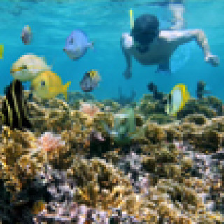 Afbeelding voor 333TRAVEL - Duiken of snorkelen in Costa Rica