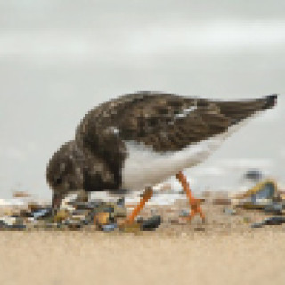 Afbeelding voor SNP - Vogelreis Texel