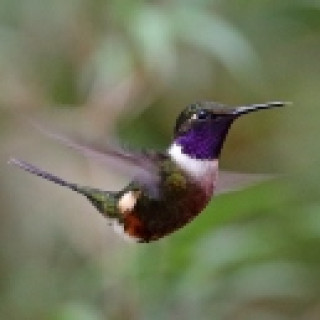 Afbeelding voor SNP - Vogel- en natuurreis Colombia