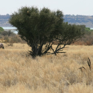 Afbeelding voor Hardap National Park - Namibië