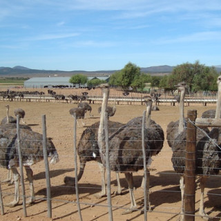 Afbeelding voor Oudtshoorn in Zuid-Afrika