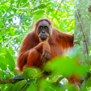 Afbeelding voor Sumatra in Indonesië