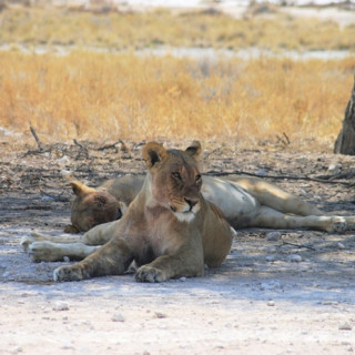 Afbeelding voor Etosha Nationaal Park