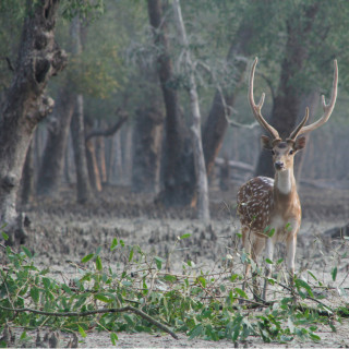 Afbeelding voor Sundarbans National Park