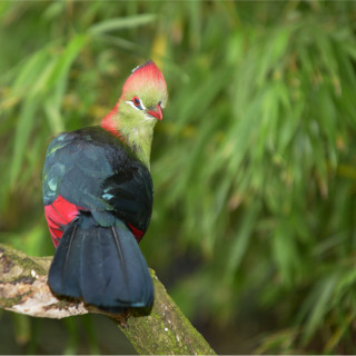 Afbeelding voor Vogels in Tanzania