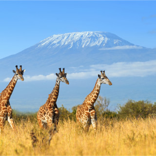 Afbeelding voor Kilimanjaro beklimmen