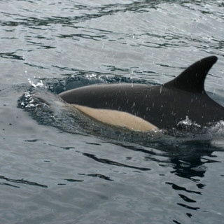 Afbeelding voor Dolfijnen spotten