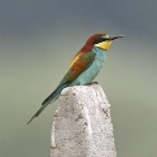 Afbeelding voor SNP - Vogelreis Bulgarije