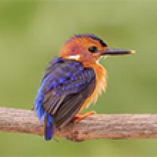 Afbeelding voor Senegambia Birding - Vogelreizen