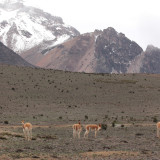 Afbeelding voor Chimborazo vulkaan