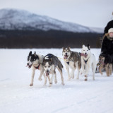 Afbeelding voor De leukste activiteiten in Zweeds Lapland