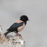 Afbeelding voor Vogels in Georgie