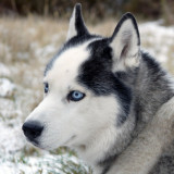 Afbeelding voor Huskytochten in Lapland